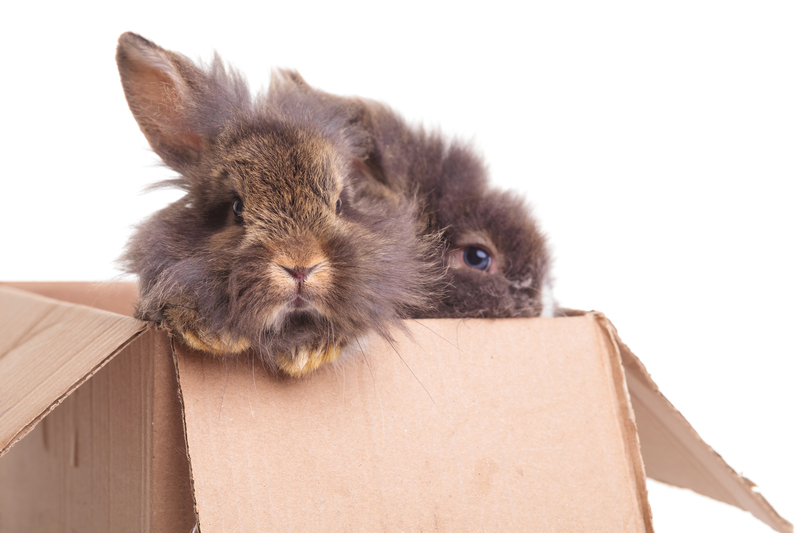 home relocation moving company