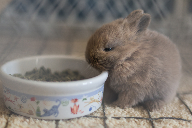 Moving house moving company